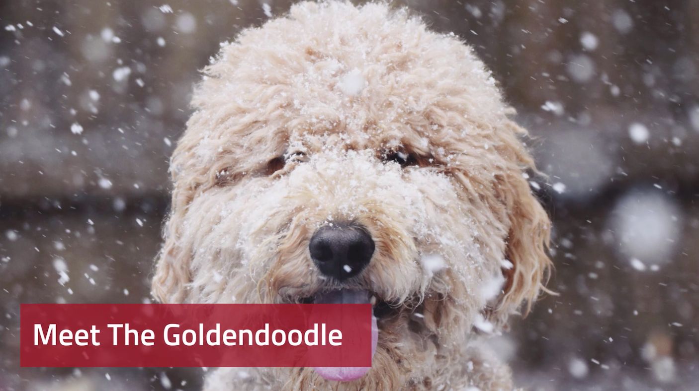 goldendoodle family dog
